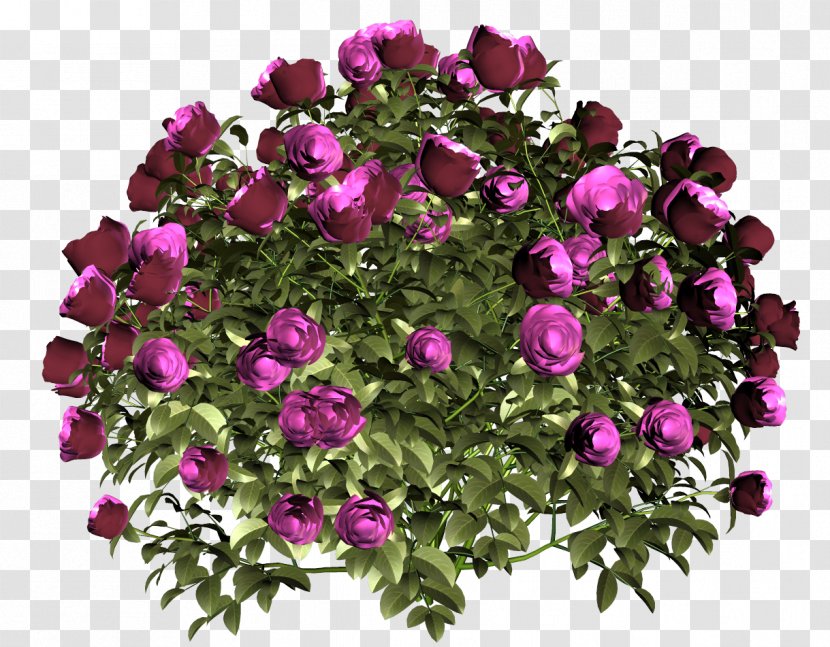 Garden Roses Cut Flowers Flower Bouquet - Shrub - Rose Transparent PNG