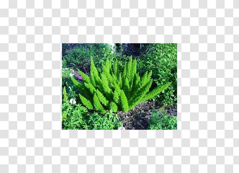 Sprenger's Asparagus Common Fern Densiflorus Foxtail - Plant Transparent PNG