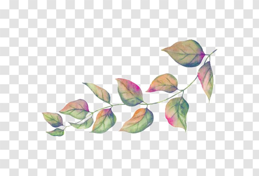 Leaf Illustration - Flower - Green Leaves Transparent PNG