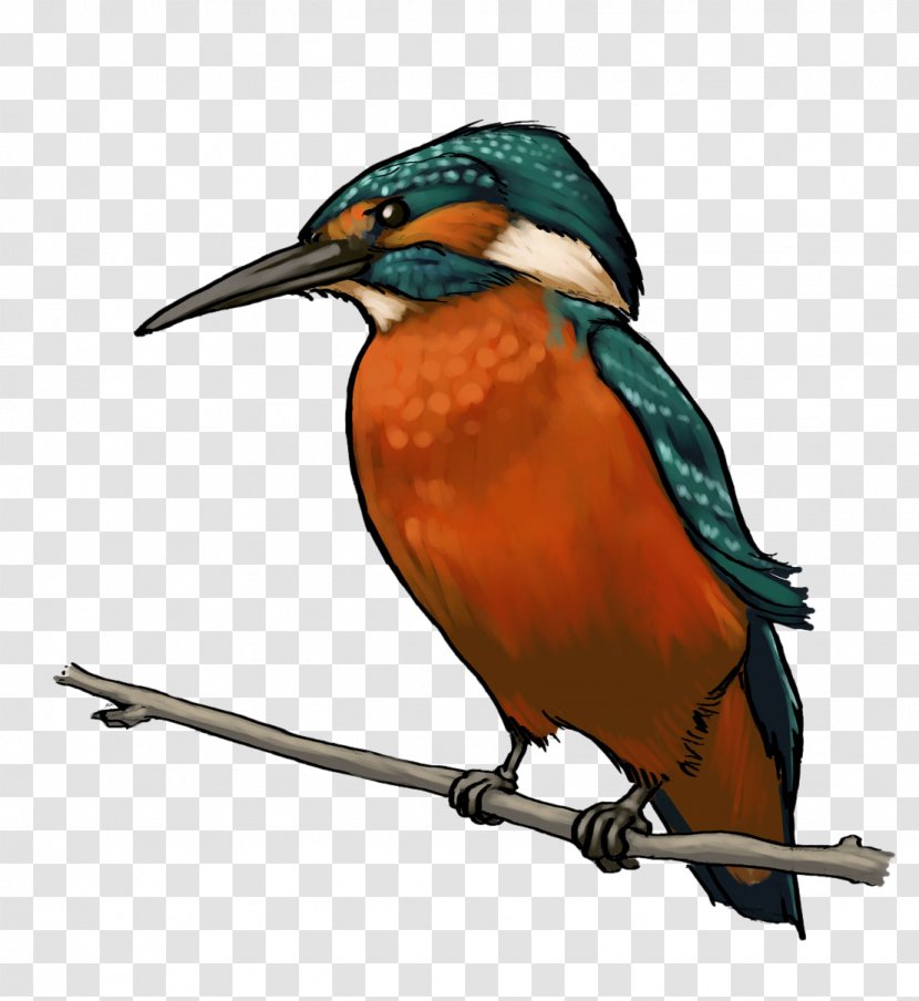 Kingfisher Drawing Bird Clip Art - Copyright Transparent PNG