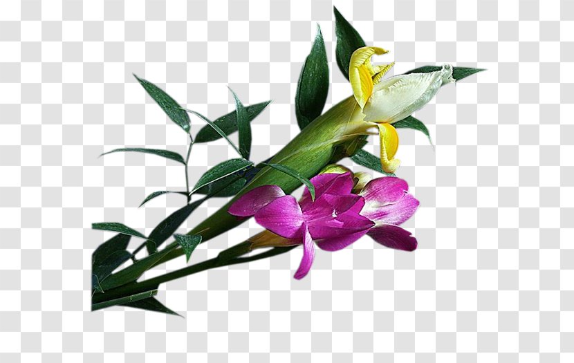 Floral Design Cut Flowers Oyster Plant Stem - Petal - Flower Transparent PNG