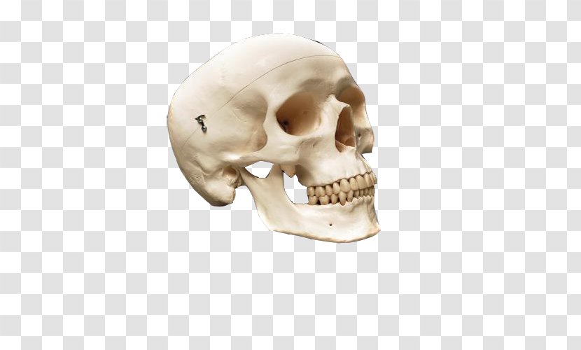 Human Skull Anatomy Skeleton Bone - Cartoon - Decorative Antique Pirate Treasure Transparent PNG