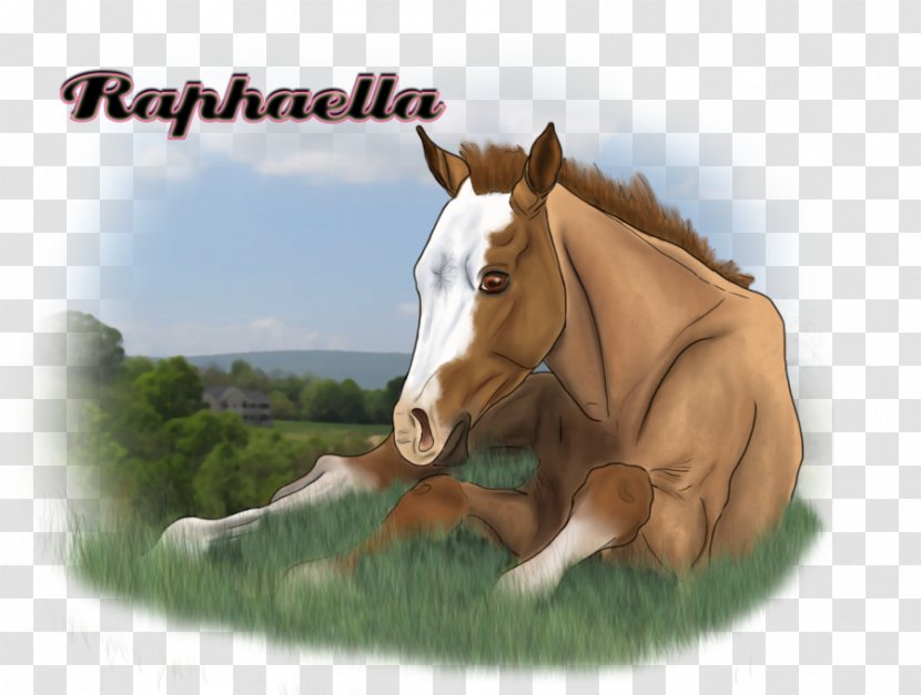Mustang Foal Mare Halter Stallion - Rein Transparent PNG