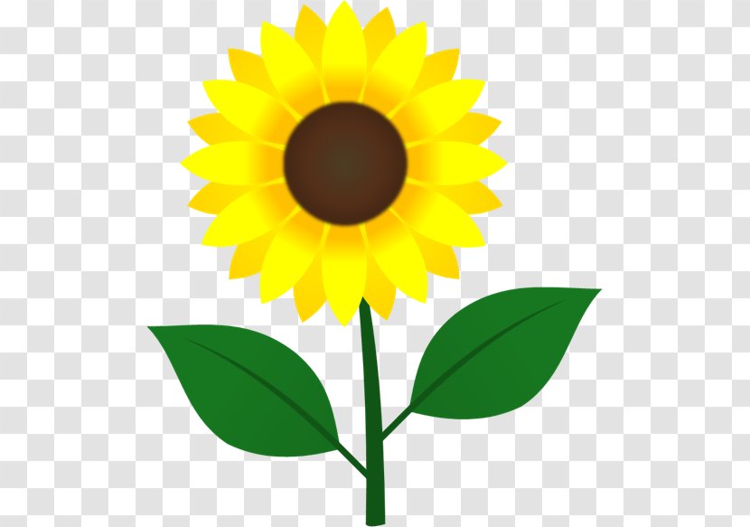Common Sunflower Image Illustration Seed Clip Art - Home Decoration Materials Transparent PNG