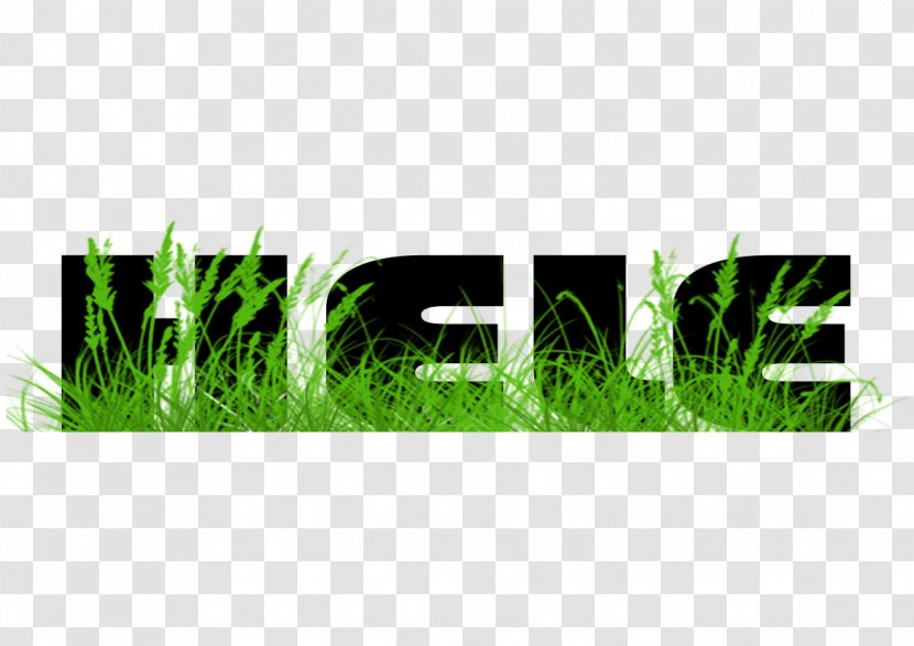 Lawn Meadow Green Graphics Grasses - Hele Transparent PNG