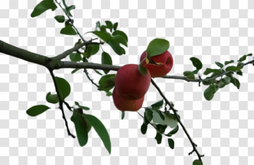 Fruit Tree - Woody Plant - Food Transparent PNG