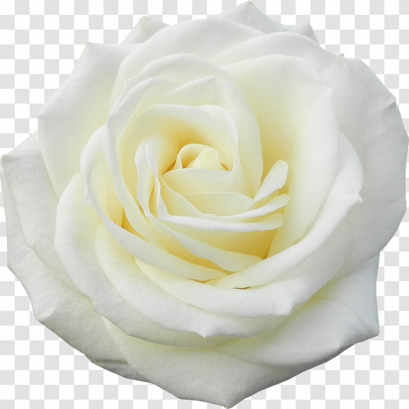 Garden Roses Flower White - Rosa Centifolia Transparent PNG