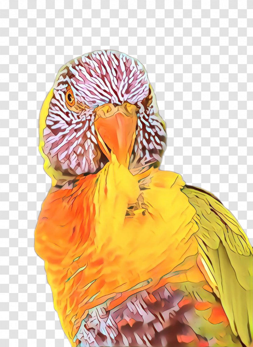 Orange - Parrot - Macaw Budgie Transparent PNG