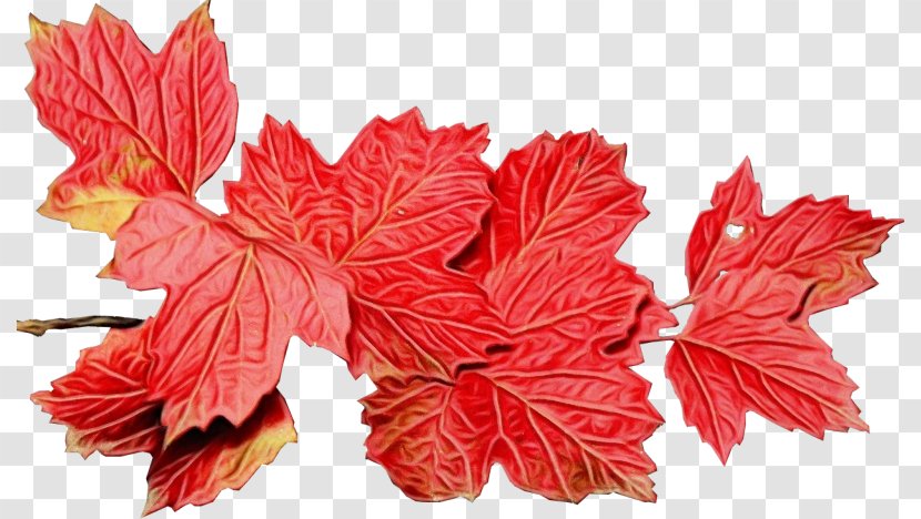 Autumn Leaves Background - Tree - Grape Perennial Plant Transparent PNG