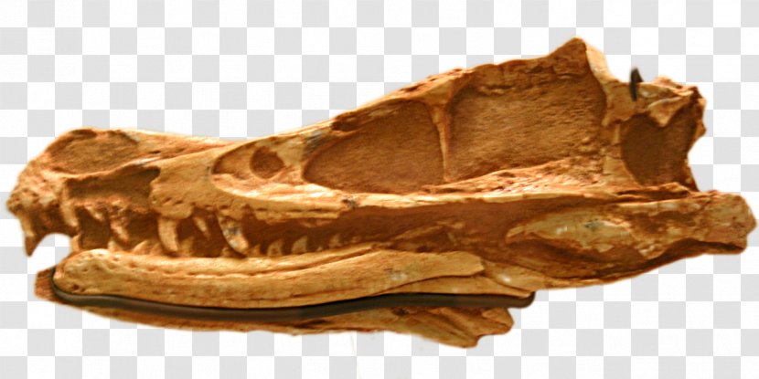 Velociraptor American Museum Of Natural History Allosaurus Apatosaurus Theropods - Skull - Wuhun Transparent PNG