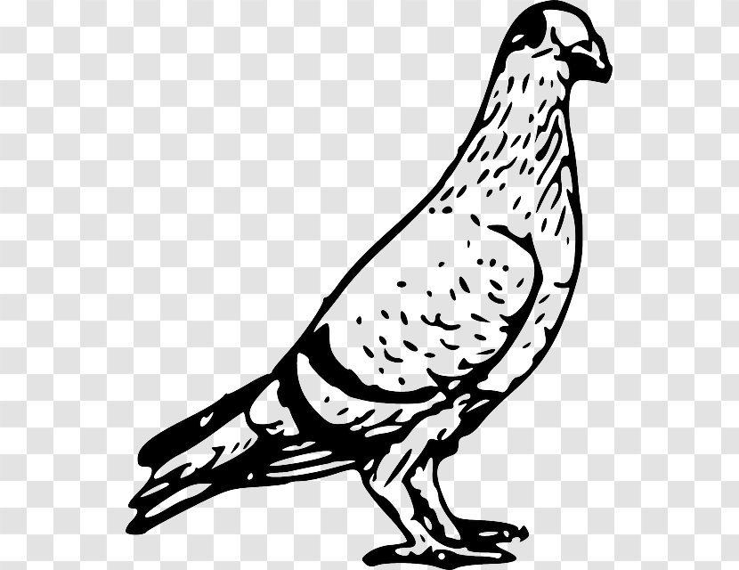 Domestic Pigeon Columbidae Bird Clip Art - Galliformes - Zoology Transparent PNG
