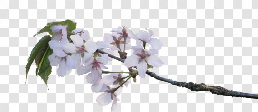 Cherry Blossom Twig Flower Branch - Amalus - Apple Transparent PNG
