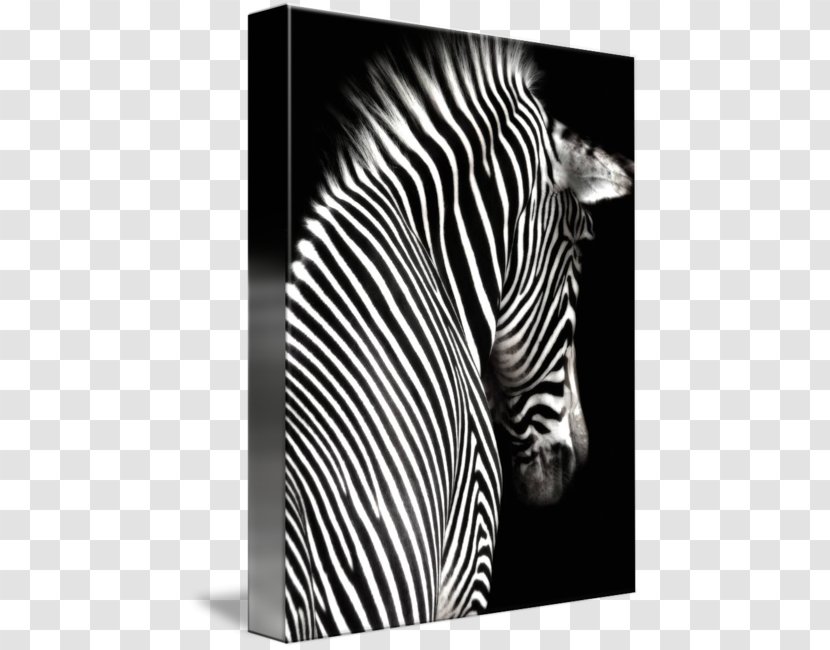 Zebra Sticker Printing Wall Decal Mural - Coloring Book - Black And White Transparent PNG