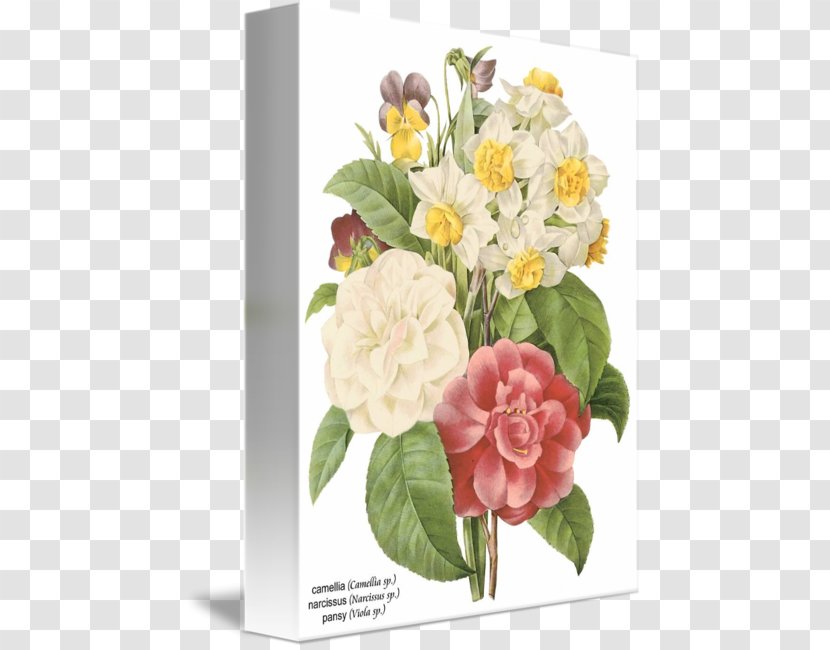 Flower Botanical Illustration Botany - Floristry - Watercolor Camellia Transparent PNG