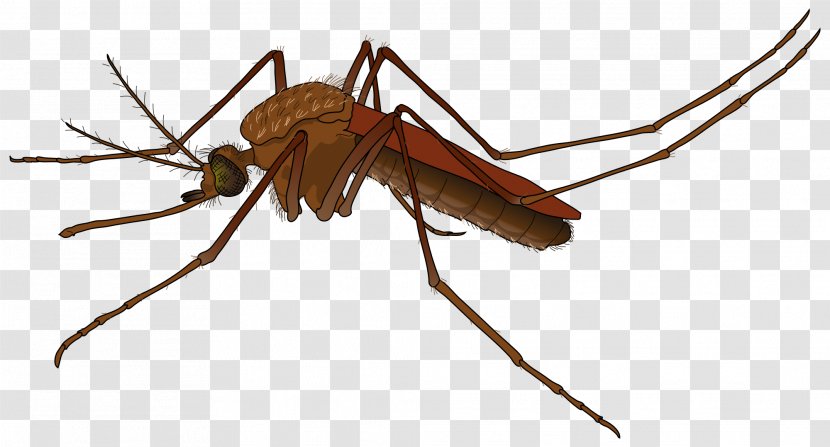 Mosquito Fly - Pest Transparent PNG