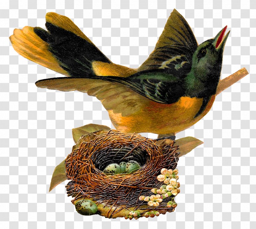 Bird Nest Art Clip - Organism - Vintage Birdcage Transparent PNG