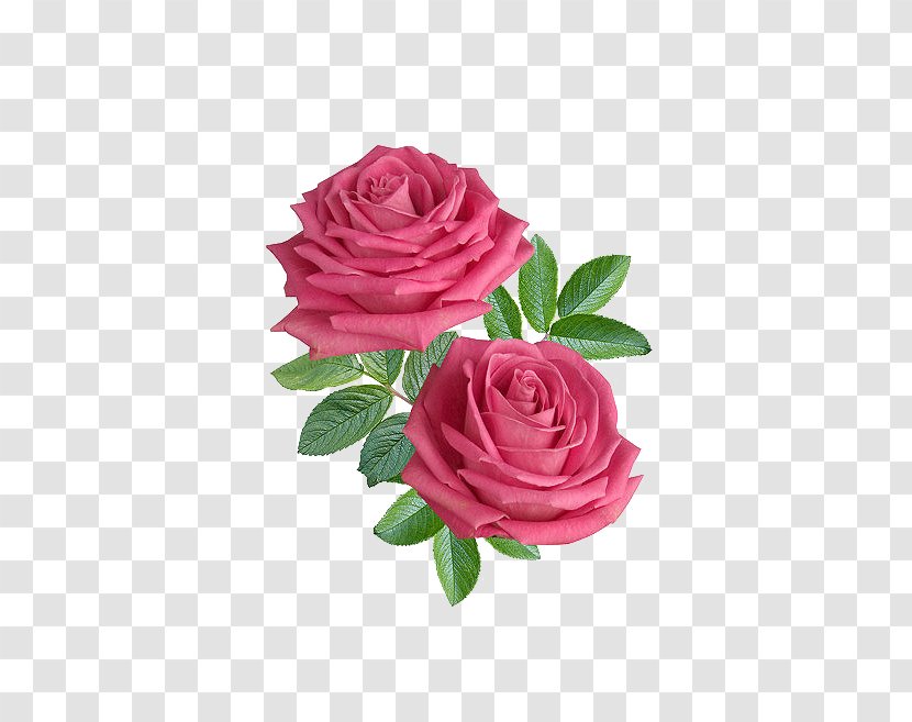 Flower Rose Stock.xchng Clip Art - Pink - HD Flowers Transparent PNG