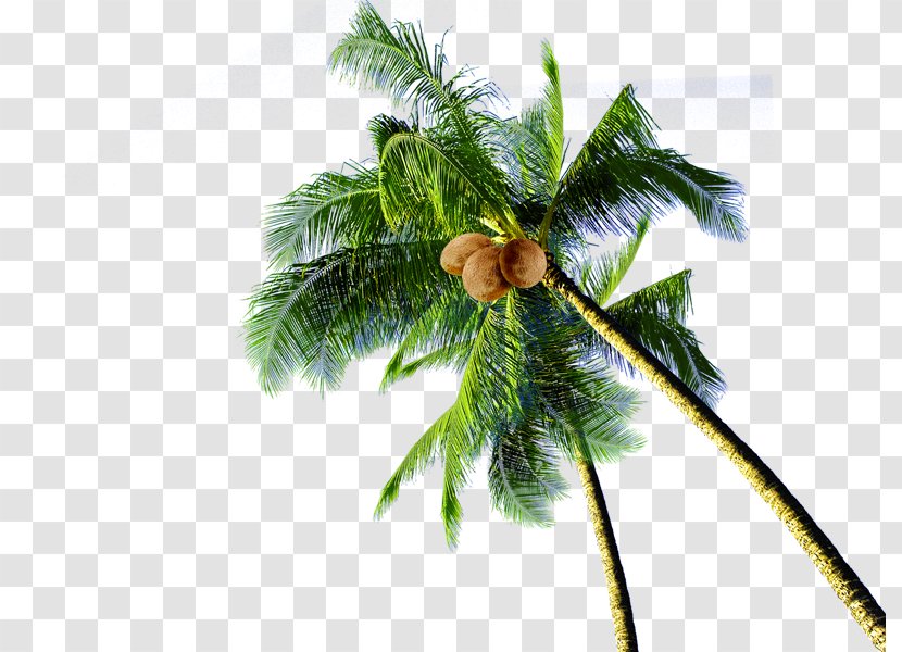 Coconut Tree Download - Evergreen Transparent PNG