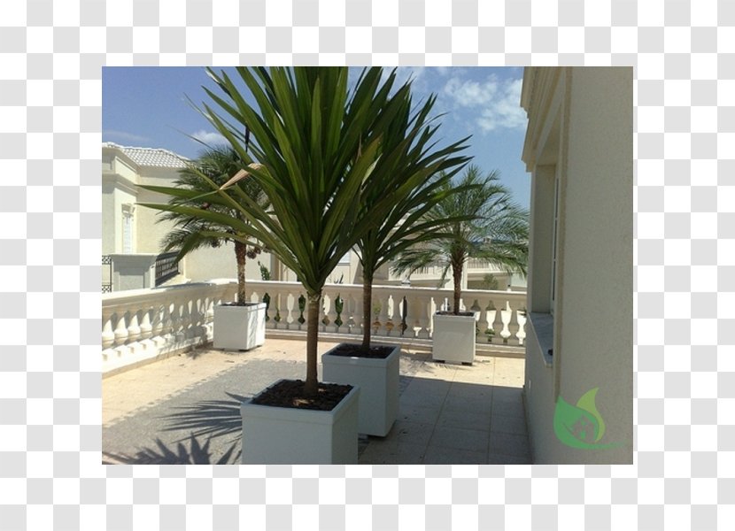 Arecaceae Alameda Paisagismo E Jardinagem Ornamental Plant Renting - Landscape Architecture Transparent PNG