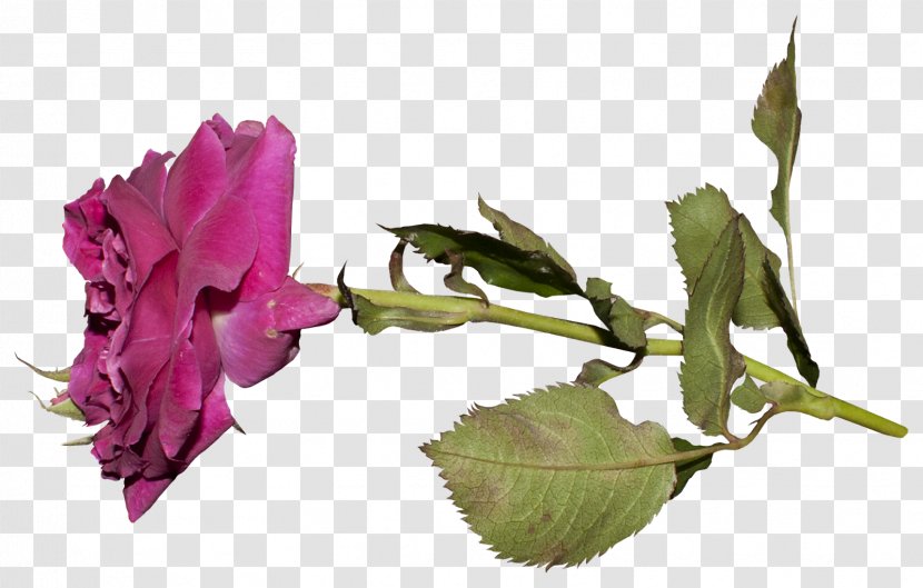 Garden Roses Cut Flowers Bud Plant Stem Lily - Lettering - Joanne Button Transparent PNG