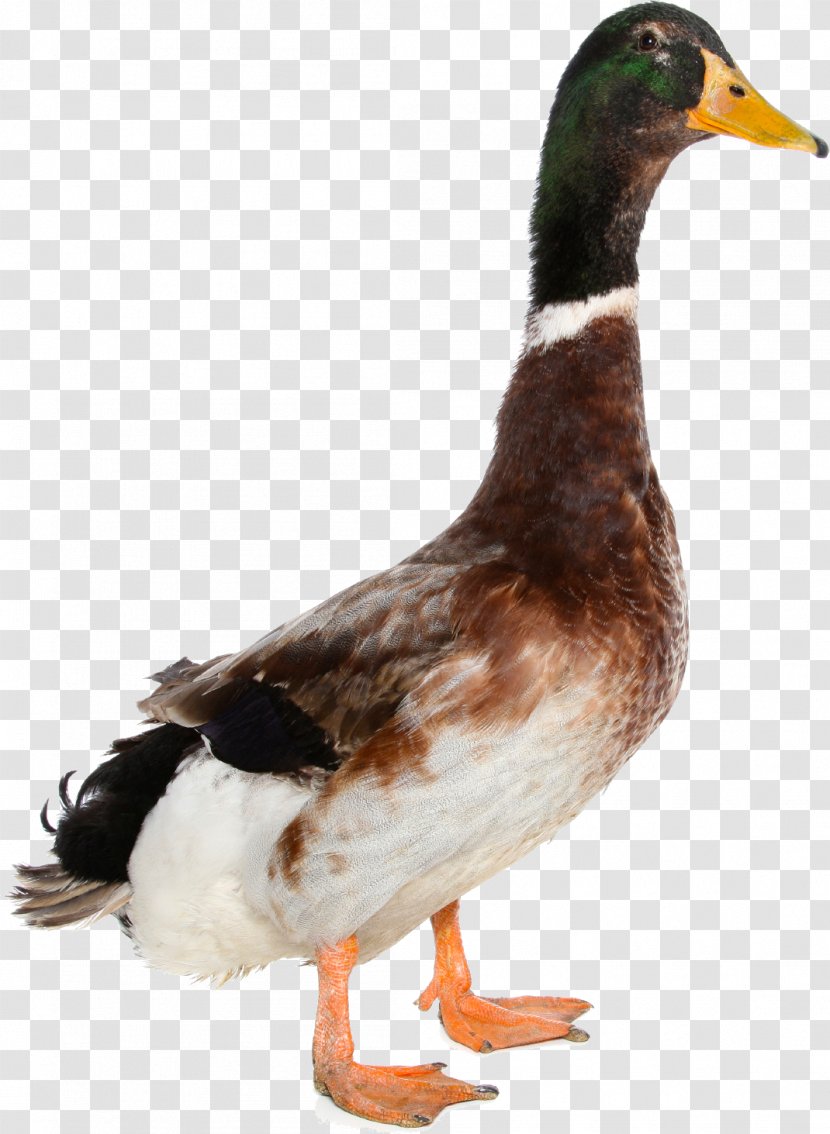 Mallard Goose Duck - Waterfowl - Image Transparent PNG