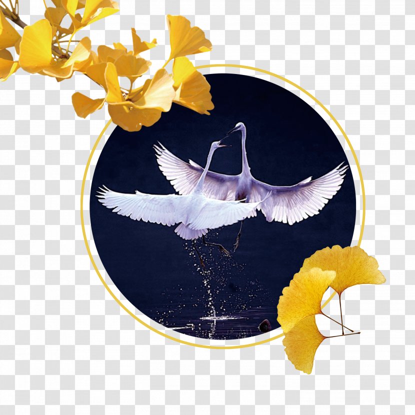 Bailu Download - Yellow - Swan Window Transparent PNG