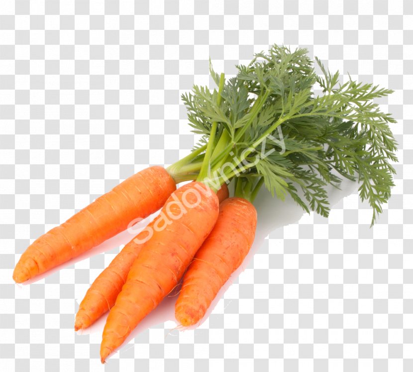 Carrot Food Vegetable Juice Health - Tree Transparent PNG