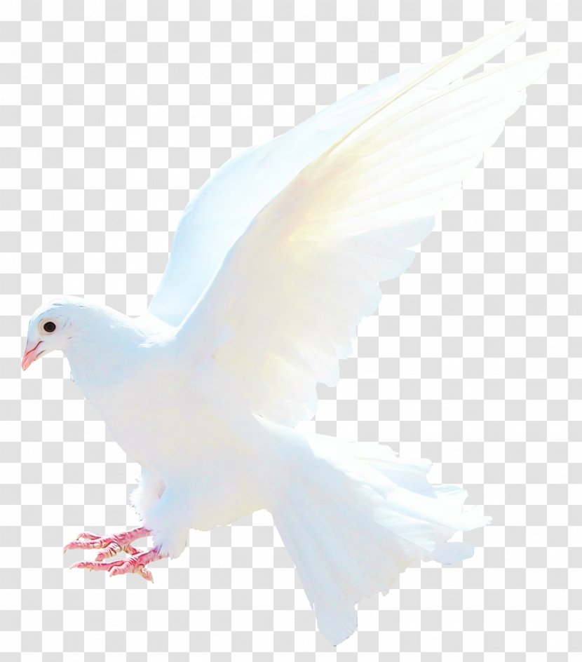 Dove Bird - Pigeons And Doves - Tail Peace Transparent PNG