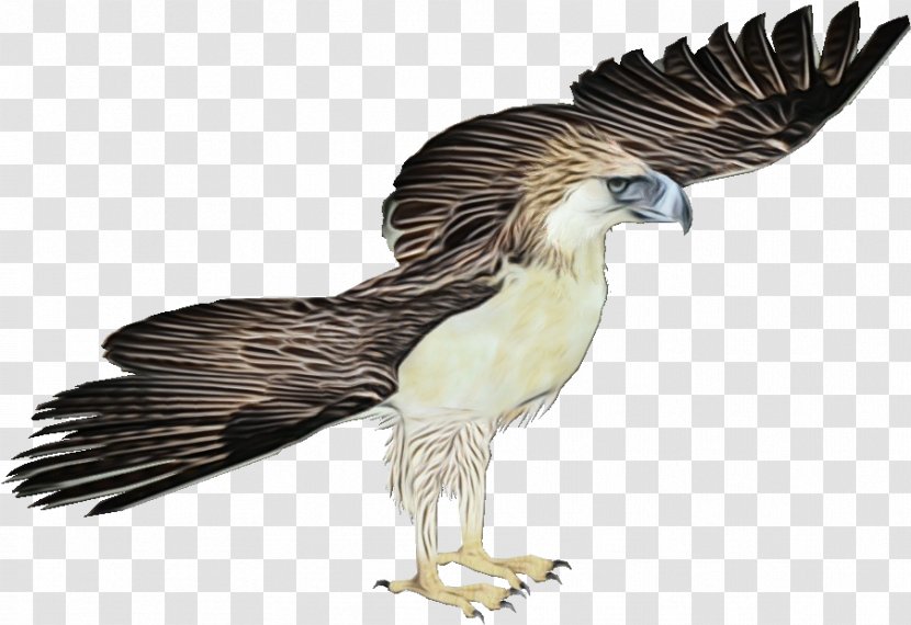 Eagle Bird - Northern Harrier - Tail Transparent PNG
