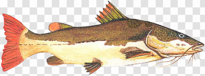 Redtail Catfish Fishing Tambaqui Piaractus Brachypomus - Peixes De Agua Doce Transparent PNG