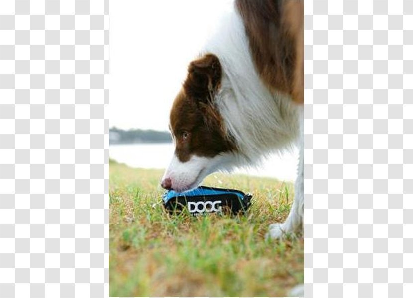Dog Breed Border Collie Rough Companion Snout - Big Bowls Transparent PNG