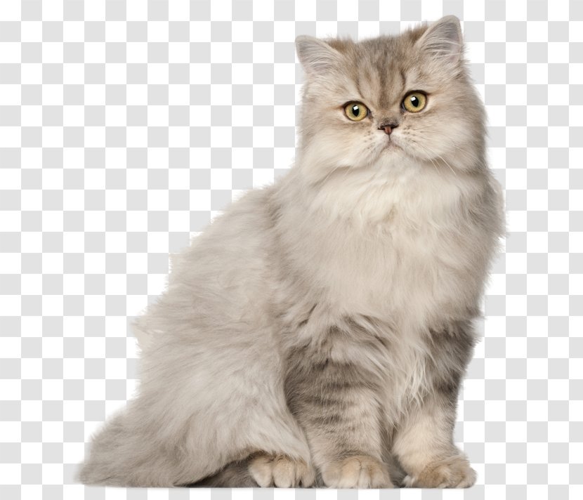 Persian Cat Munchkin Exotic Shorthair Ragamuffin Oriental - Siberian - Kitten Transparent PNG