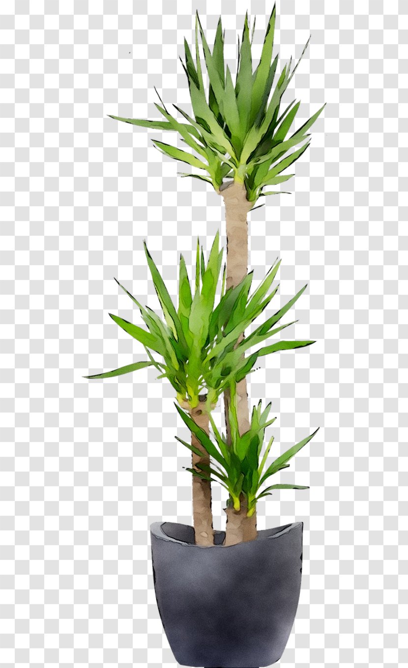 Houseplant Flowerpot Arecales Tree Plant Stem - Yucca Transparent PNG