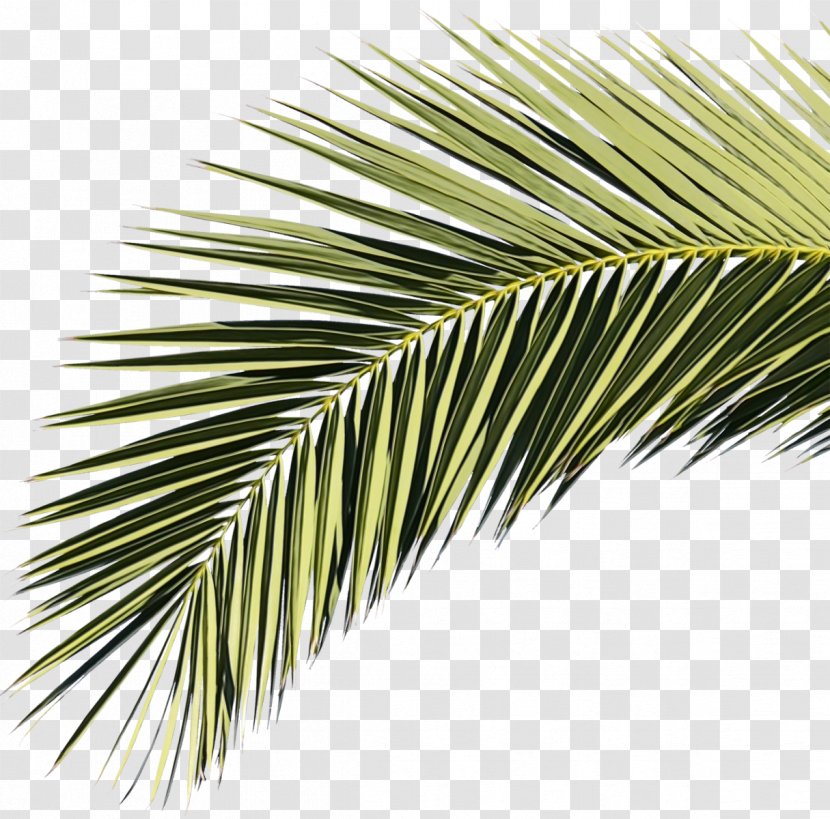 Coconut Tree Cartoon - Conifer - Twig Western Yellow Pine Transparent PNG