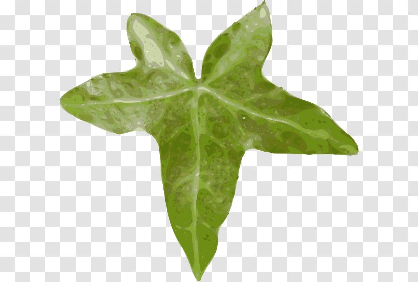 Common Ivy Leaf Vine Clip Art Transparent PNG