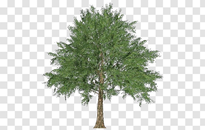 Larch Norway Maple Tree Oak Evergreen - Pine Family Transparent PNG