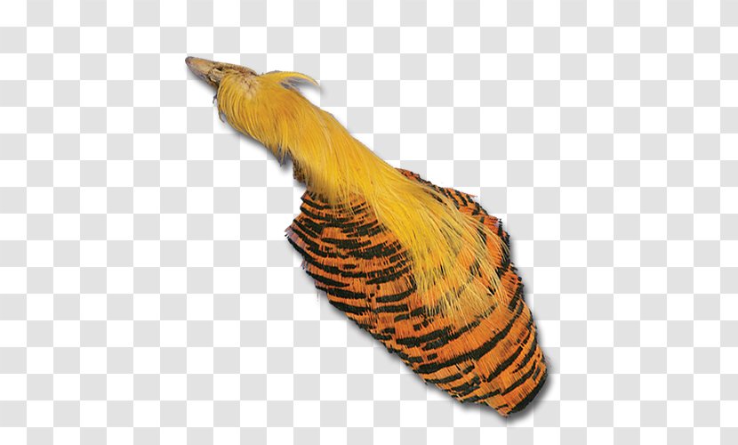 Insect Wing Feather Beak Tail - Invertebrate - Golden Pheasant Transparent PNG