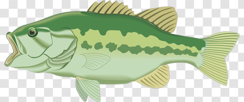 Clip Art Largemouth Bass Fishing Image - Green Transparent PNG
