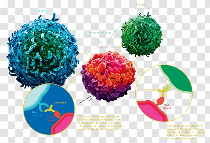 Avelumab PD-L1 Ovarian Cancer Chemotherapy - Immunotherapy - Cut Flowers Transparent PNG