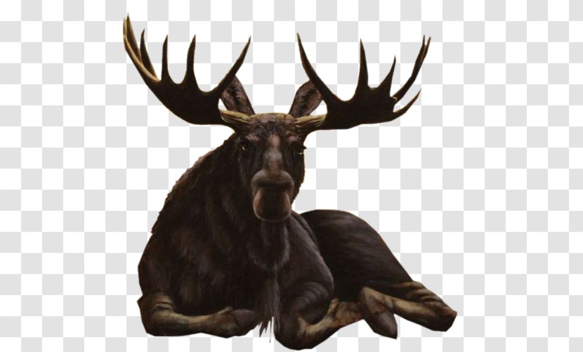 Moose Roe Deer Reindeer Elk - Antler Transparent PNG