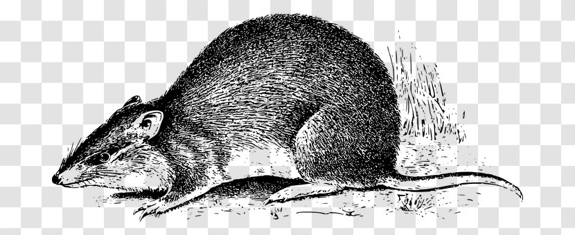 Rat Mouse Bandicoot Marsupial New Guinea Transparent PNG