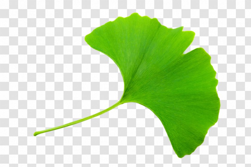 Maidenhair Tree Stock Photography Royalty-free Stock.xchng - Ginkgobaum Transparent PNG