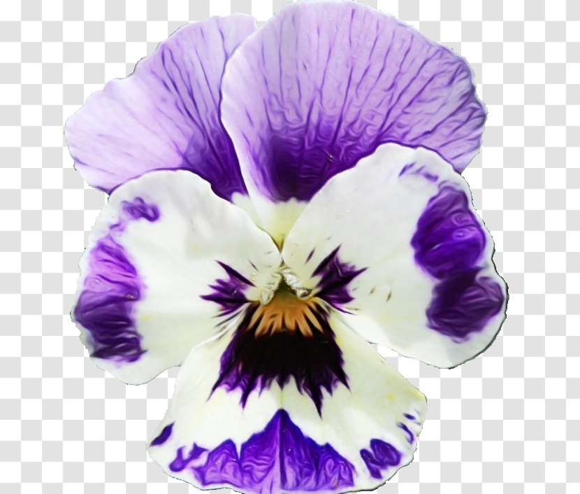 Flower Flowering Plant Violet Purple Petal - Family Viola Transparent PNG