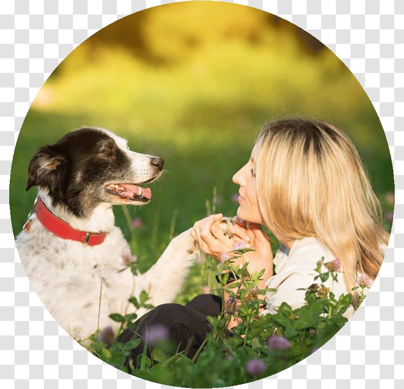 Dog Breed Puppy Photography Photo Shoot - Grass Transparent PNG