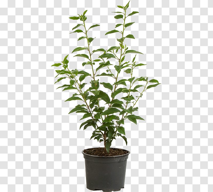 Portuguese Laurel Flowerpot Cherry Branch Evergreen - Houseplant - Prunus Laurocerasus Transparent PNG