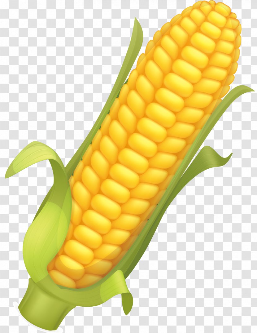 Corn Flakes Maize Corncob Illustration - Vector Element Transparent PNG
