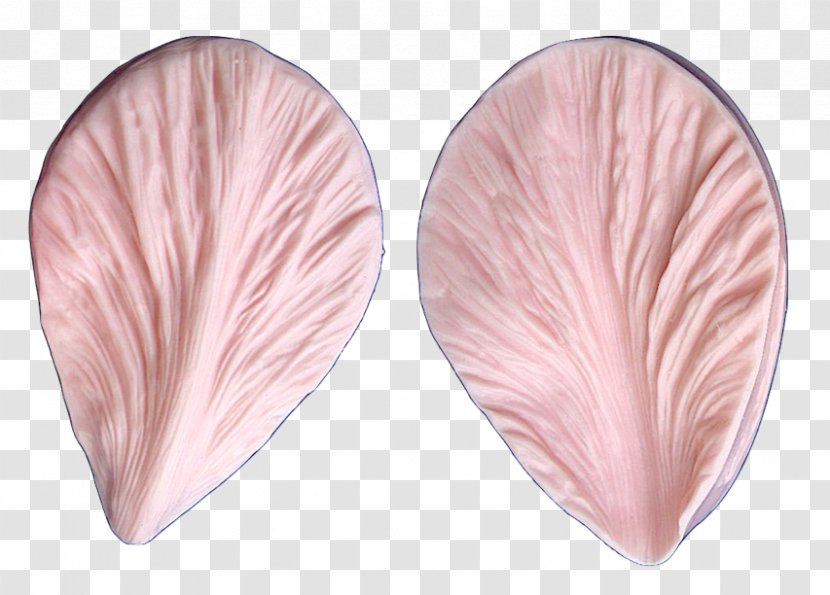 Pink M - Peach - Leaf Lettuce Transparent PNG