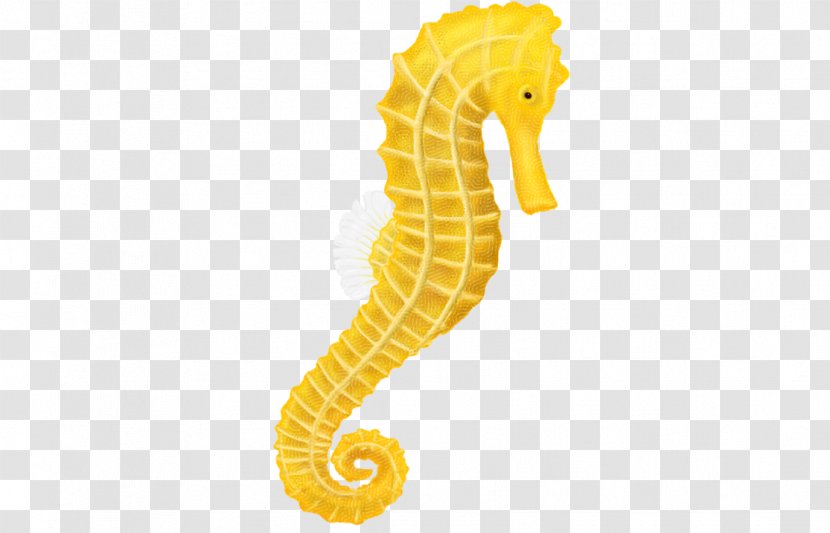 Tiger Tail Seahorse Clip Art - Presentation Transparent PNG