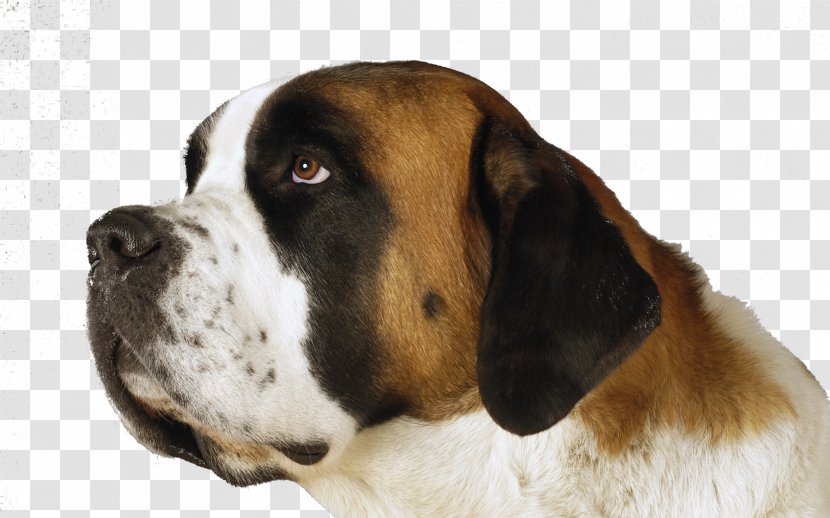 St. Bernard Entlebucher Mountain Dog Moscow Watchdog Shar Pei Puppy - Animal - The St Dogs Transparent PNG
