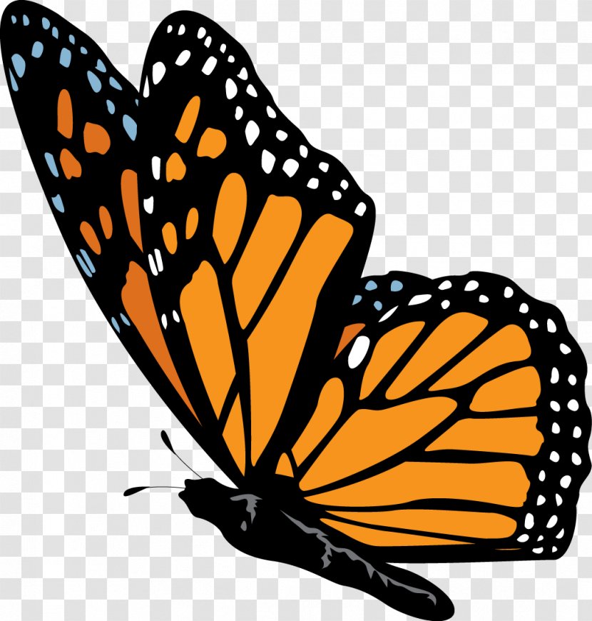 Monarch Butterfly Nymphalidae Clip Art - Editing Transparent PNG